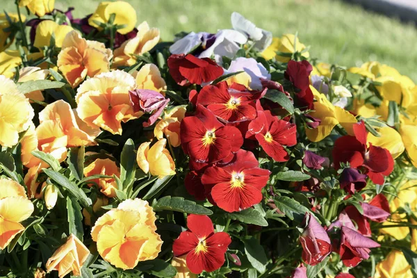 Parkta renkli bahar çiçekleri