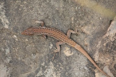 Küçük kertenkele güneşleniyor.
