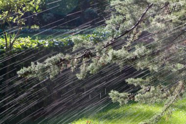 yağmurlu bir gün parkta