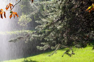 yağmurlu bir gün parkta