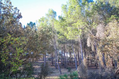 Orman güneşli bir günde