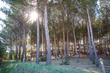 Orman güneşli bir günde