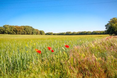 Kırsal bir arazide görüntüler