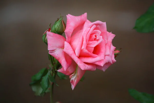 Parkta renkli bahar çiçekleri