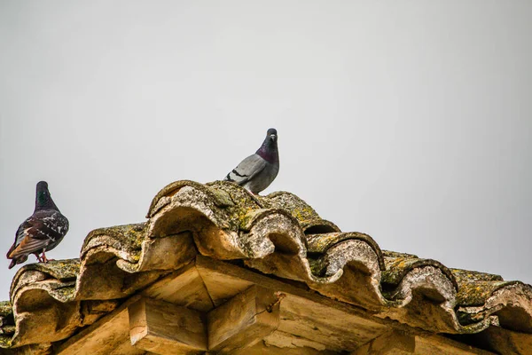 Scene Paesaggio Rurale — Foto Stock