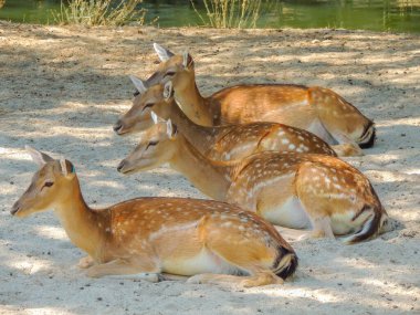 Hayvanat bahçesinde özgürlükten mahrum bırakılan üzgün hayvanlar.