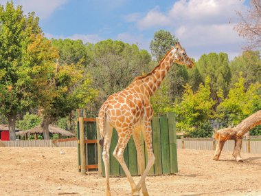 Hayvanat bahçesinde özgürlükten mahrum bırakılan üzgün hayvanlar.