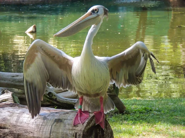 Hayvanat bahçesinde özgürlükten mahrum bırakılan üzgün hayvanlar.