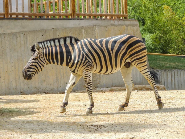 Sad animals deprived of their freedom in a zoo