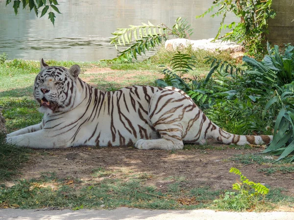 Traurige Tiere Zoo Ihrer Freiheit Beraubt — Stockfoto