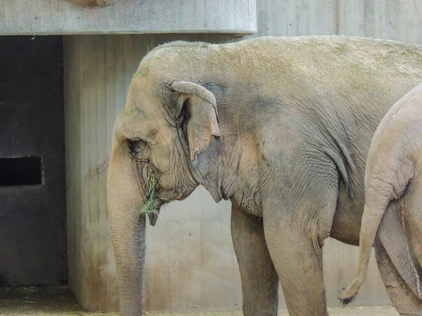 Sad animals deprived of their freedom in a zoo