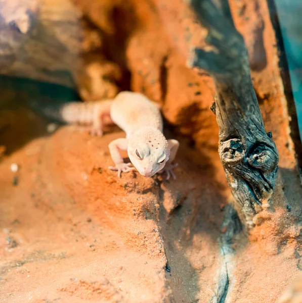 Tatlı bebek kertenkele.