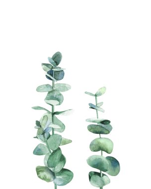 Suluboya okaliptüs dalları. Düğün davetiyesi, tebrik kartı, kartpostal için tasarım. Beyaz arkaplanda botanik illüstrasyon.