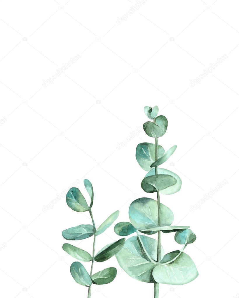 Botanical eucalyptus branches. Design for wedding invitation, greeting, card, postcard. Watercolour illustration on white background.