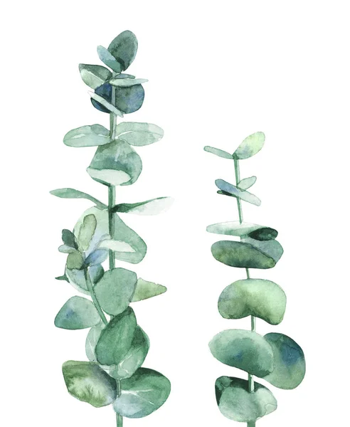 Zilverkleurige eucalyptus tak. Botanische planten bladeren. Ontwerp voor bruiloft uitnodiging, groet, kaart, kaart en textiel. Aquarelillustratie op witte achtergrond. — Stockfoto