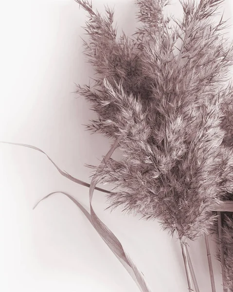 Dried plant leaves. Botanical flower photo. Photography on beige background. Dried pampas grass. Pale plant leaves.