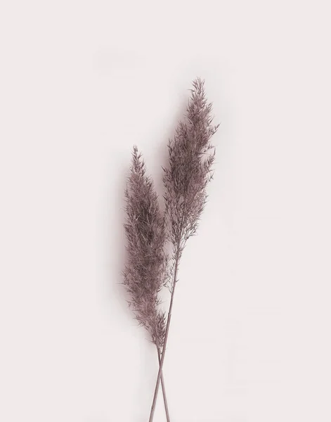 Sušené pampas listy. Fotka z botanické trávy. Detail pohlednice, pohlednice, pozvánka, pozdrav, vzor. Fotografie na béžovém pozadí. — Stock fotografie