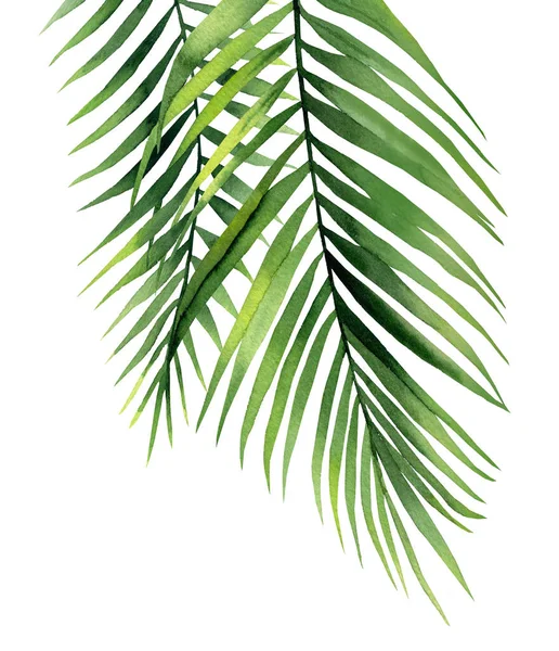 Tropical palm branches. Plant detail for card, postcard, invitation, greeting, pattern. Watercolour illustration on white background. — Stock Photo, Image