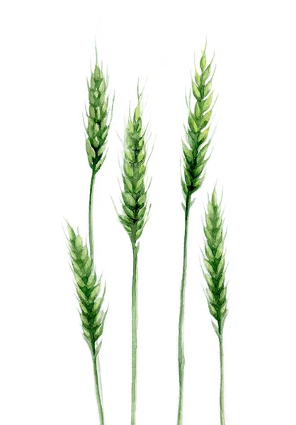 Green wheat. Field plant detail for card, postcard, invitation, greeting, pattern. Watercolour illustration on white background. — Stock Photo, Image