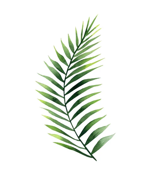 Gekrulde palmtak. Plant detail voor kaart, ansichtkaart, uitnodiging, begroeting, patroon. Aquarelillustratie op witte achtergrond. — Stockfoto