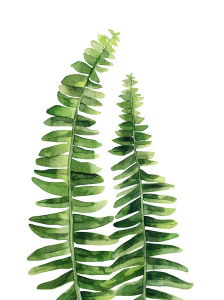 Fern plant. Design for creating, greeting, card, invitation. Cute plant detail. Watercolour illustration isolated on white background.