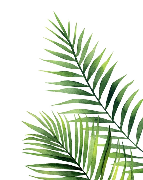 热带棕榈叶 明信片 邀请函 问候语 图案的树形细节 白色背景上的水彩画 — 图库照片