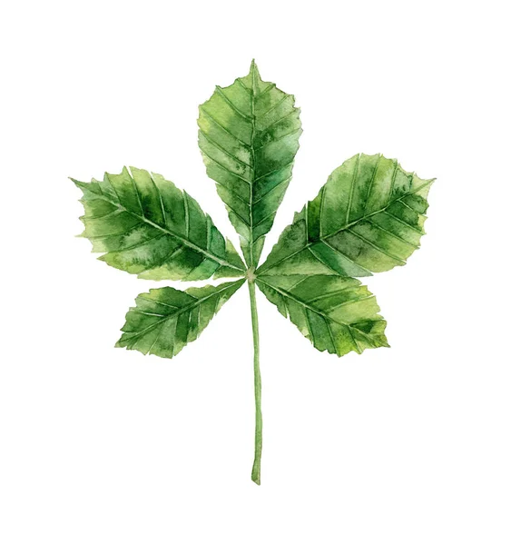 Folha de árvore verde. Castanha. Detalhe da planta para cartão, cartão postal, convite, saudação, padrão. Ilustração botânica aquarela isolada sobre fundo branco . — Fotografia de Stock