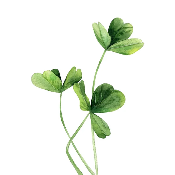 Planta Trevo Caules Verdes Ilustração Aquarela Isolada Sobre Fundo Branco — Fotografia de Stock