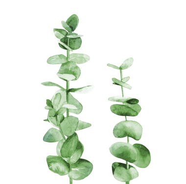 Yeşil okaliptüs dalı. Bitki ağacı yaprakları. Botanik sanatı. Beyaz arkaplanda suluboya çizimi.