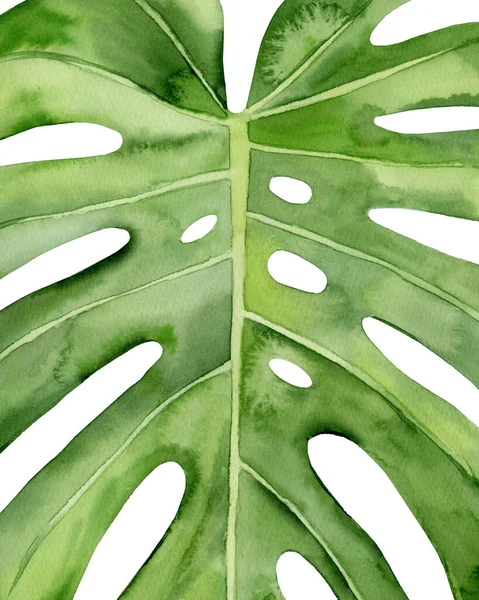 Hoja de Monstera. Fronda tropical. Arte botánico. Ilustración de acuarela sobre fondo blanco . —  Fotos de Stock