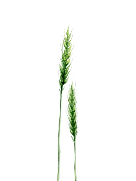 Grüne Weizenähren. Pflanzdetails für Karte, Postkarte, Einladung, Gruß, Muster. Aquarell botanische Illustration auf weißem Hintergrund. — Stockfoto
