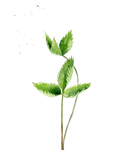 Truskawkowe liście. Rośliny polne. Zielone łodygi. Ilustracja akwarela izolowana na białym tle. — Zdjęcie stockowe