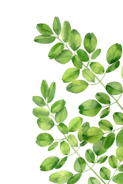 Moringa vertrekt. Tropisch boomblad. Botanische kunst. Aquarelillustratie geïsoleerd op witte achtergrond. — Stockfoto