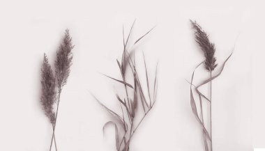 Bitki seti. Kurutulmuş pampa otu. Botanik fotoğrafı. Bitki yaprakları. Kart için detaylar, kartpostal. Bej arkaplanda fotoğraf.