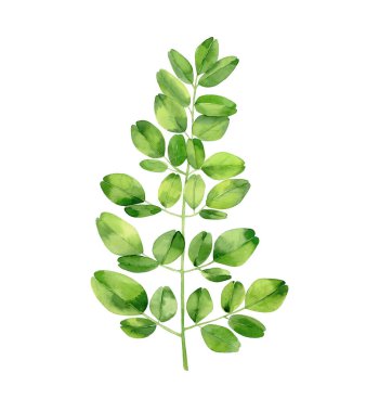 Moringa şubesi. Tropik ağaç yaprakları. Botanik sanatı. Suluboya çizimi beyaz arkaplanda izole edildi. 
