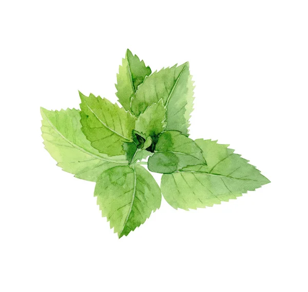 Daun mint. Tanaman herbal hijau. Detail untuk menu restoran. Ilustrasi warna air diisolasi pada latar belakang putih. — Stok Foto
