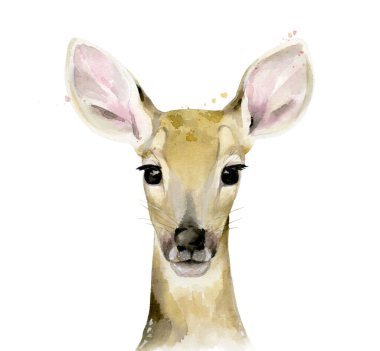 Fawn. Genç geyik. Hayvan portresi. Beyaz arkaplanda suluboya çizimi.