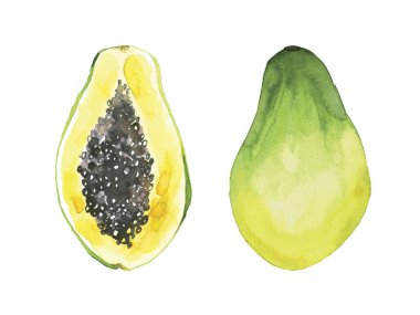 Papaya. Tropik meyve. Suluboya çizimi beyaz arkaplanda izole edildi. 