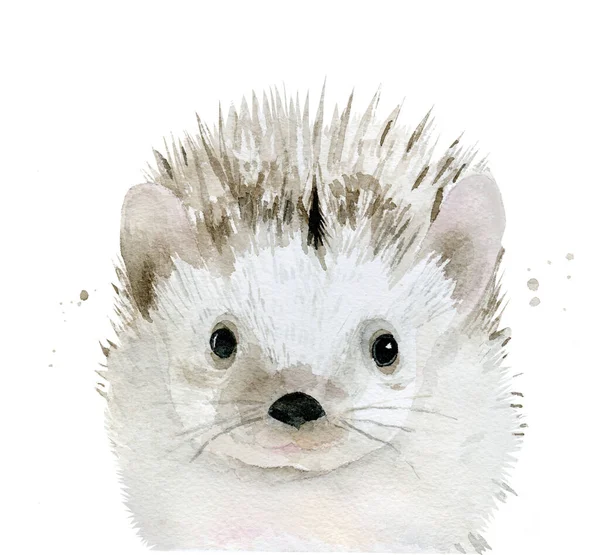 Hedgehog. Cute forest animal portrait. Watercolour illustration isolated on white background. — Stock Photo, Image