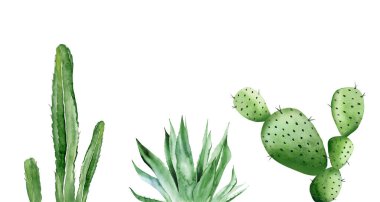 Kaktüsler ve agave bitkileri. Yeşil bitki seti. Kart, kartpostal, düğün davetiyesi, selamlama, şablon detayları. Suluboya çizimi beyaz arkaplanda izole edildi.