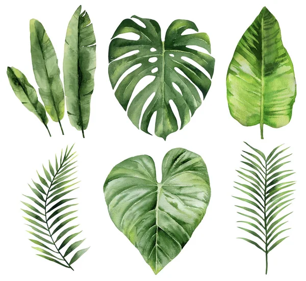 Een verzameling tropische bladeren. Groene bladeren. Exotische takken. Aquarelillustratie op witte achtergrond. — Stockfoto