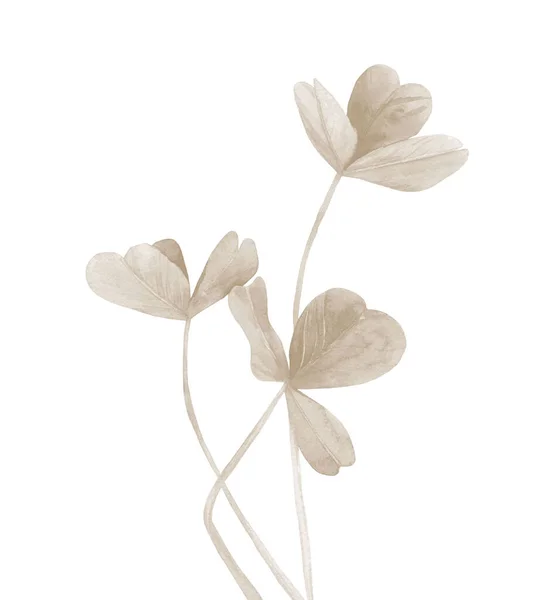 パステル植物の茎。クローバー・ステム。招待状、挨拶、カード、はがきのための素晴らしい植物の詳細。白地の水彩画. — ストック写真