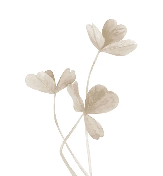 Pastel plantensteel. Klaverstengel. Leuke plant detail voor uitnodiging, groet, kaart, ansichtkaart. Aquarelillustratie op witte achtergrond. — Stockfoto