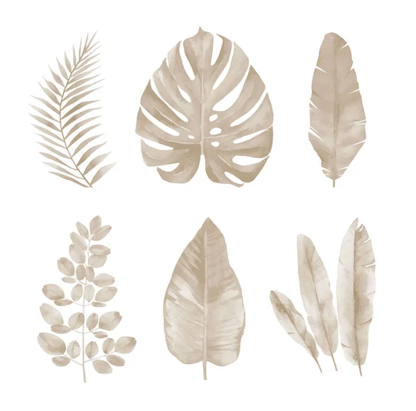 Сухие тропические листья. Экзотическая листва. Иллюстрация акварелью на белом фоне. — стоковое фото