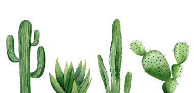 Yeşil kaktüs seti. Saguaro kaktüsü. Aloe Vera bitkisi. Yeşillik. Suluboya çizimi beyaz arkaplanda izole edildi.