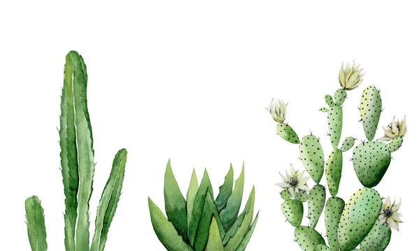 Cactus plant set. Blooming cactus. Watercolour illustration isolated on white background. — Stock Photo, Image