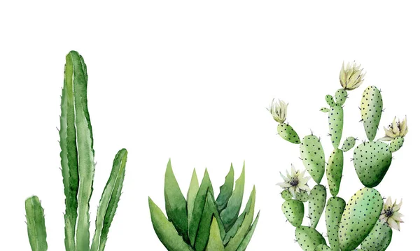 Conjunto de plantas de cacto. Um cacto florido. Ilustração em aquarela isolada sobre fundo branco . — Fotografia de Stock