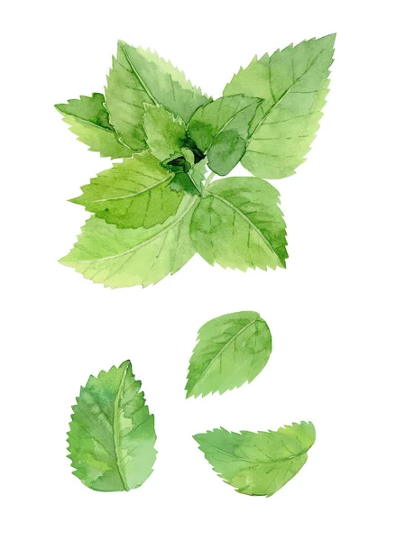 La menta se ne va. Set di piante erboristiche. Illustrazione ad acquerello isolata su sfondo bianco . — Foto Stock