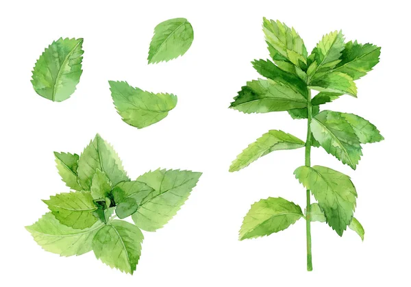 Mint leaves. Herbal plant set. Watercolour illustration isolated on white background. — Stock Photo, Image