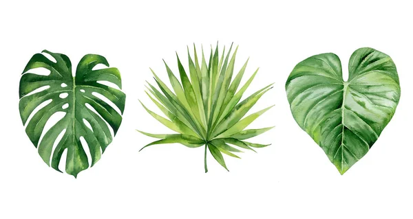 异国情调的植物热带叶盘。设计的细节。Monstera叶和棕榈叶。白色背景的植物学水彩画. — 图库照片